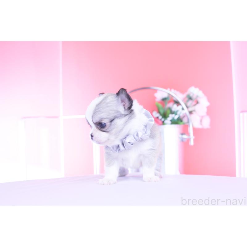 販売中の愛知県のチワワ(ロングコート)-450709の6枚目