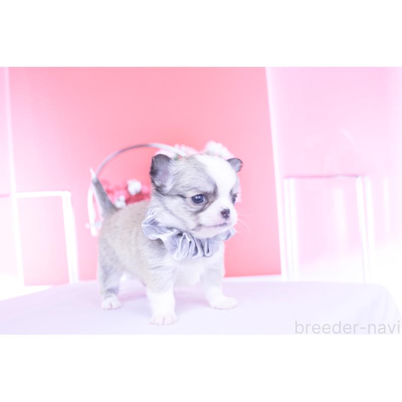 販売中の愛知県のチワワ(ロングコート)-450709の2枚目