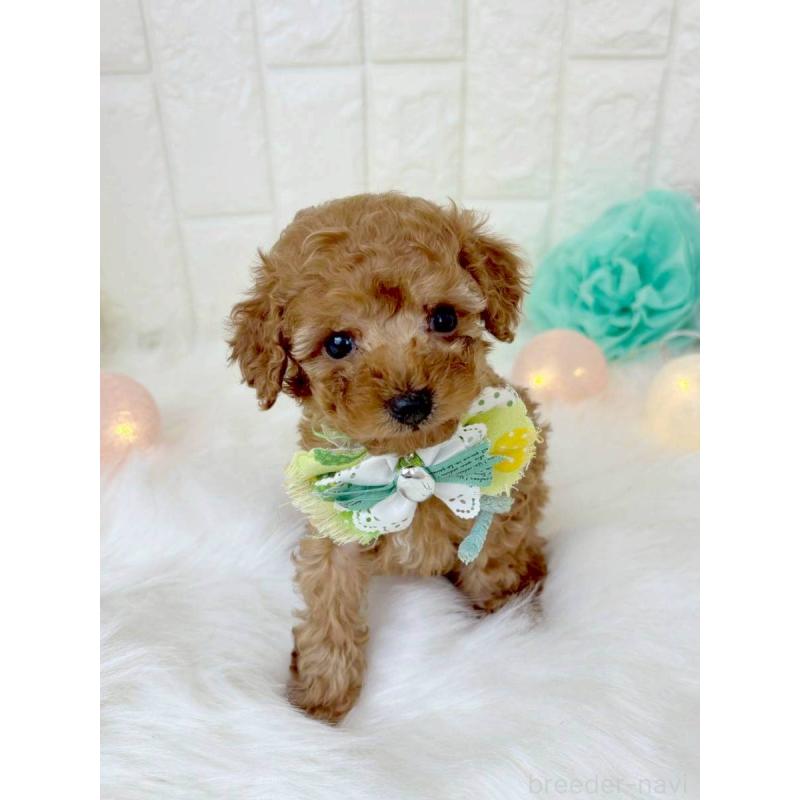 販売中の福岡県のトイプードル-450710の2枚目