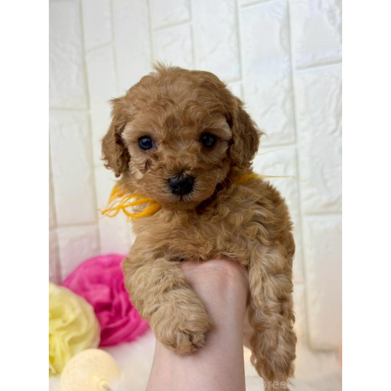 販売中の福岡県のトイプードル-450711の4枚目