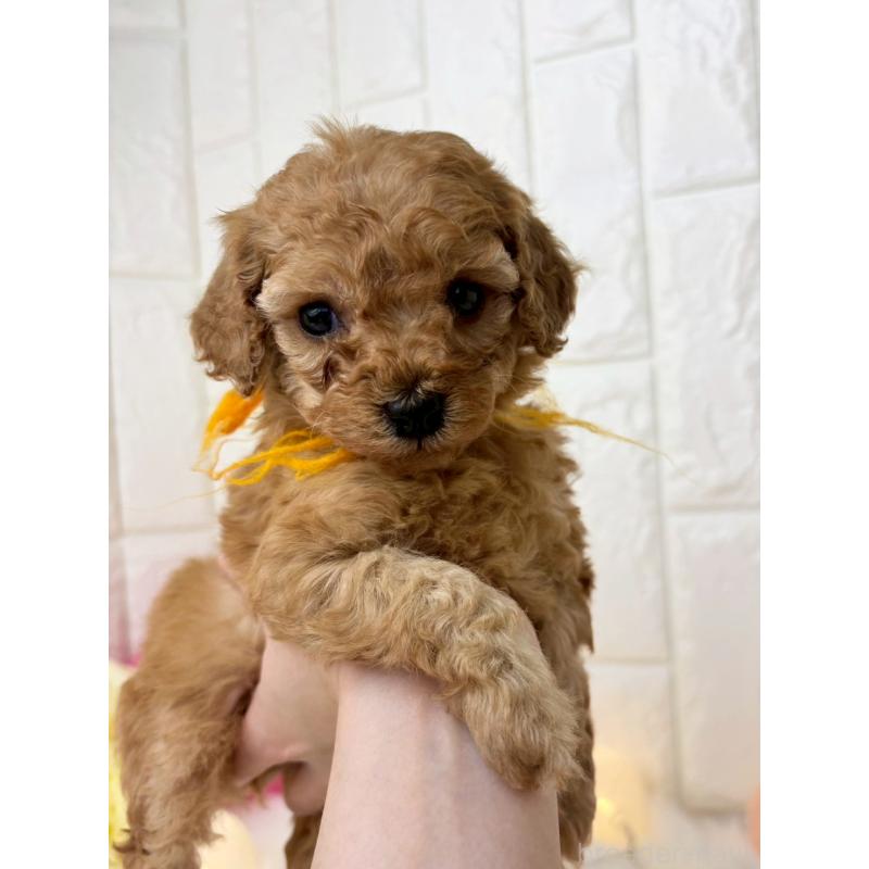 販売中の福岡県のトイプードル-450711の3枚目