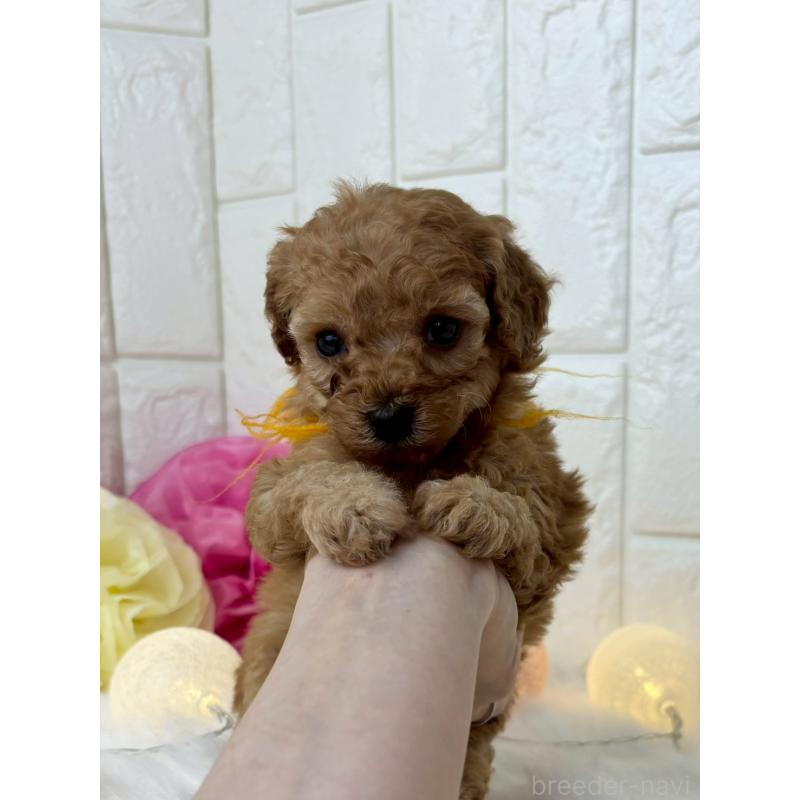 販売中の福岡県のトイプードル-450711の2枚目