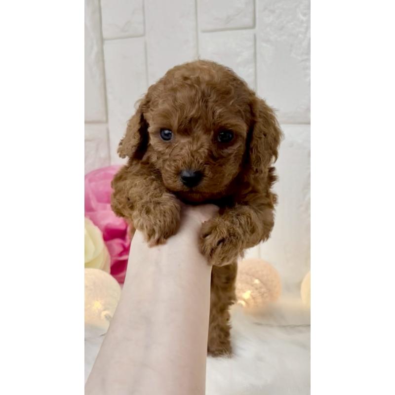 販売中の福岡県のトイプードル-450712の3枚目