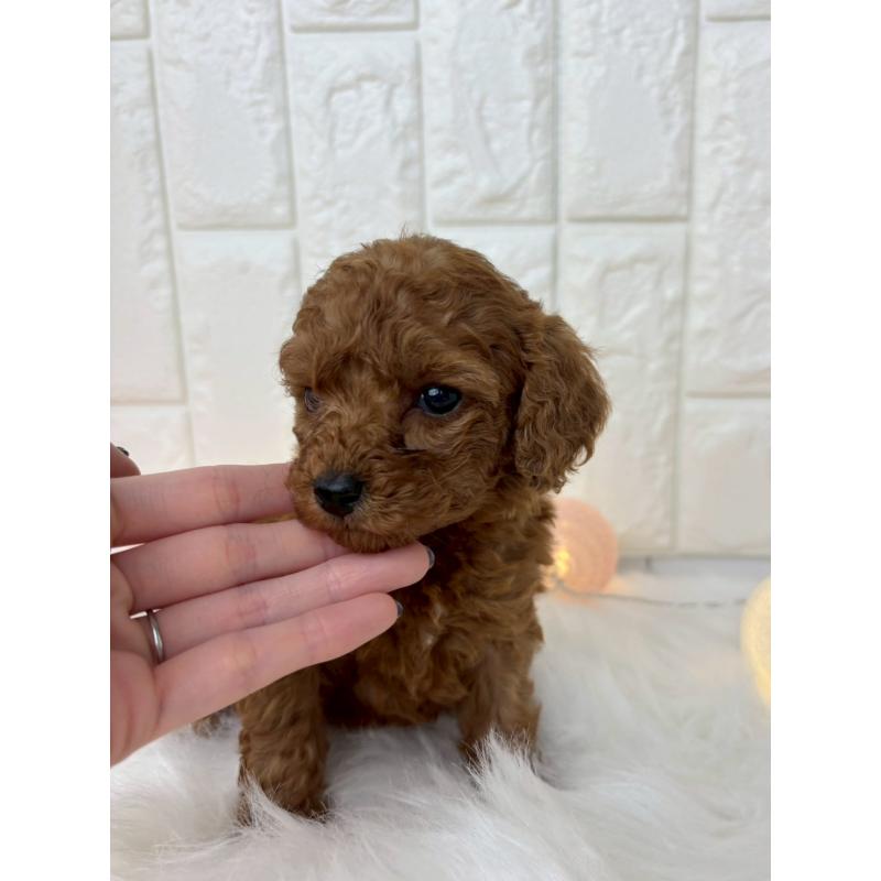 販売中の福岡県のトイプードル-450712の2枚目