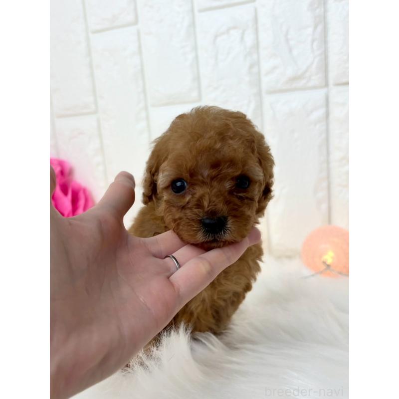 販売中の福岡県のトイプードル-450713の4枚目