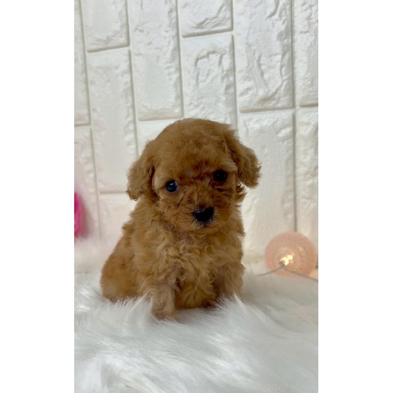 販売中の福岡県のトイプードル-450713の3枚目