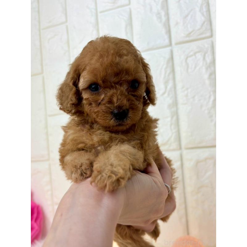 販売中の福岡県のトイプードル-450713の2枚目