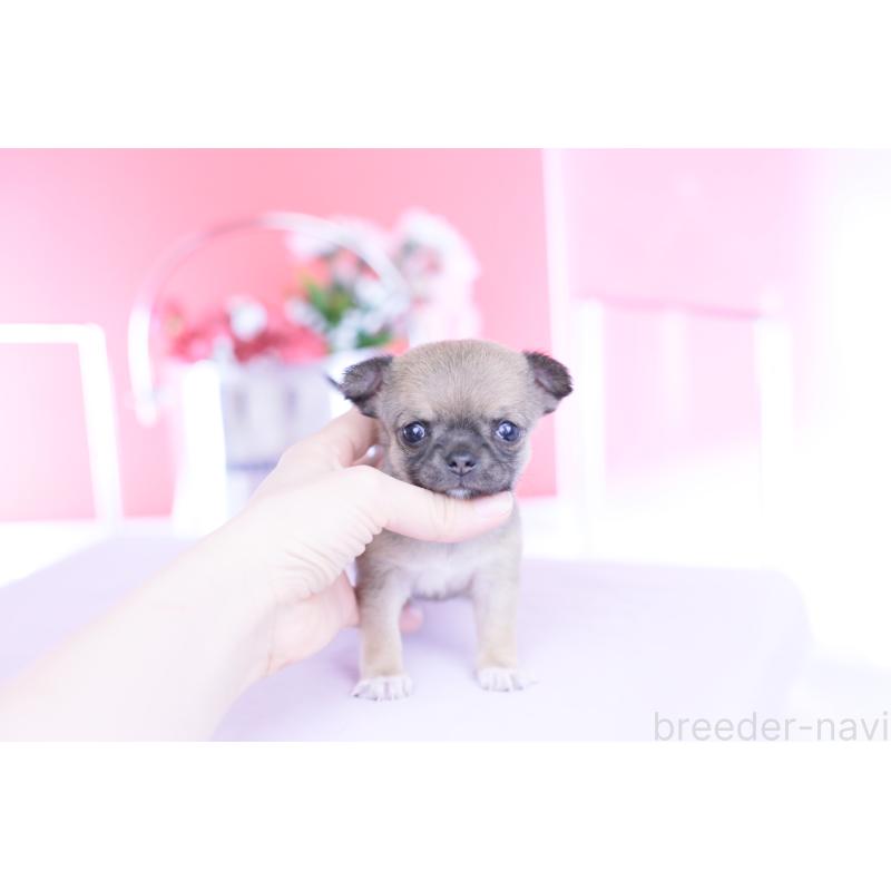 販売中の愛知県のチワワ(スムースコート)-450716の12枚目