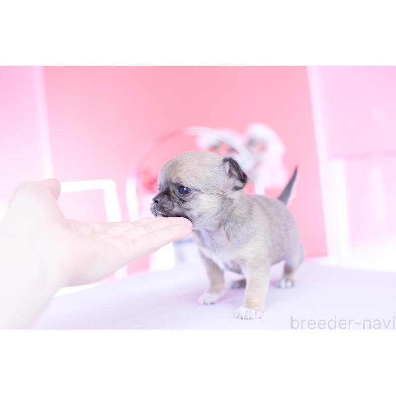 販売中の愛知県のチワワ(スムースコート)-450716の7枚目