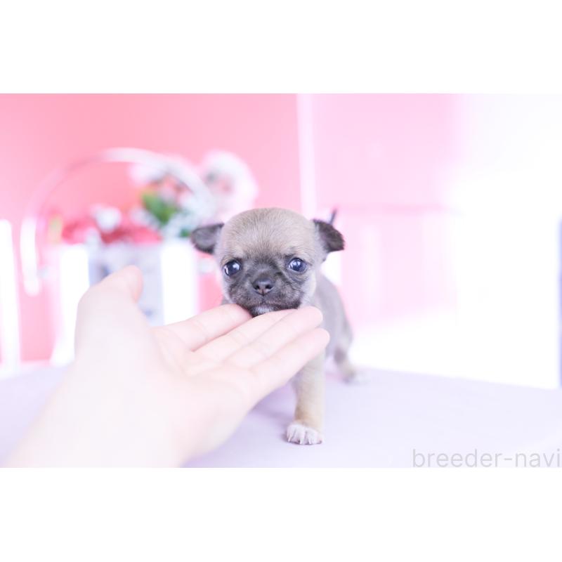 販売中の愛知県のチワワ(スムースコート)-450716の6枚目