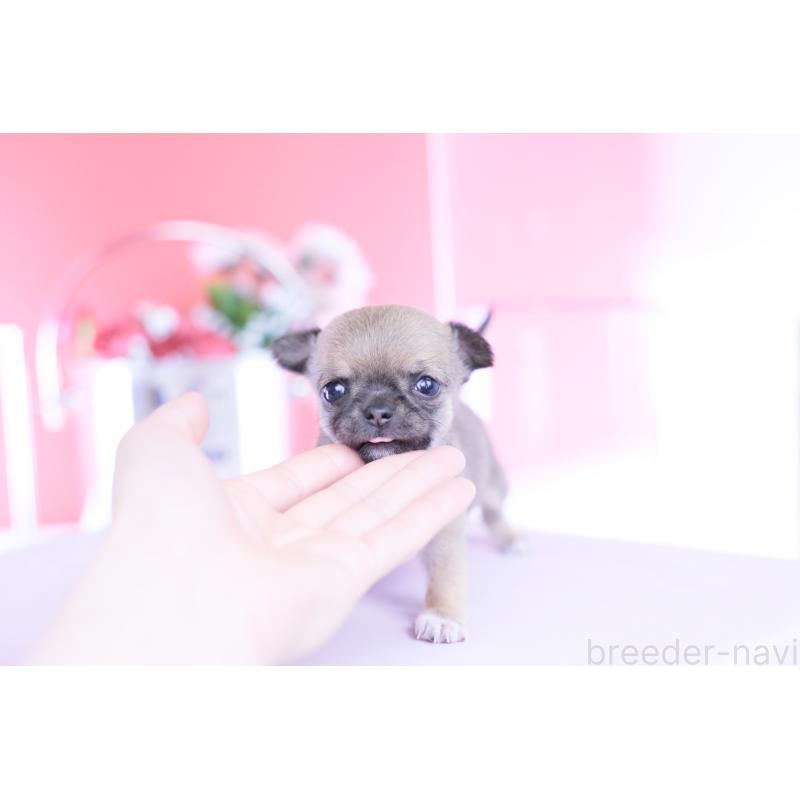 販売中の愛知県のチワワ(スムースコート)-450716の5枚目