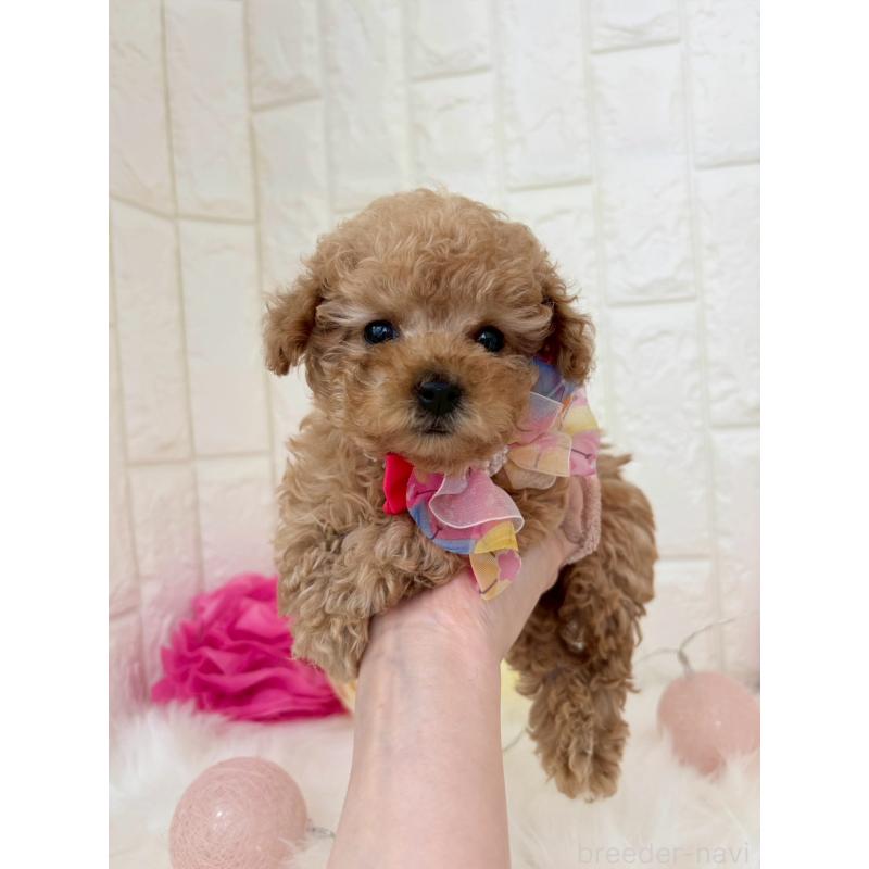 販売中の福岡県のトイプードル-450714の4枚目