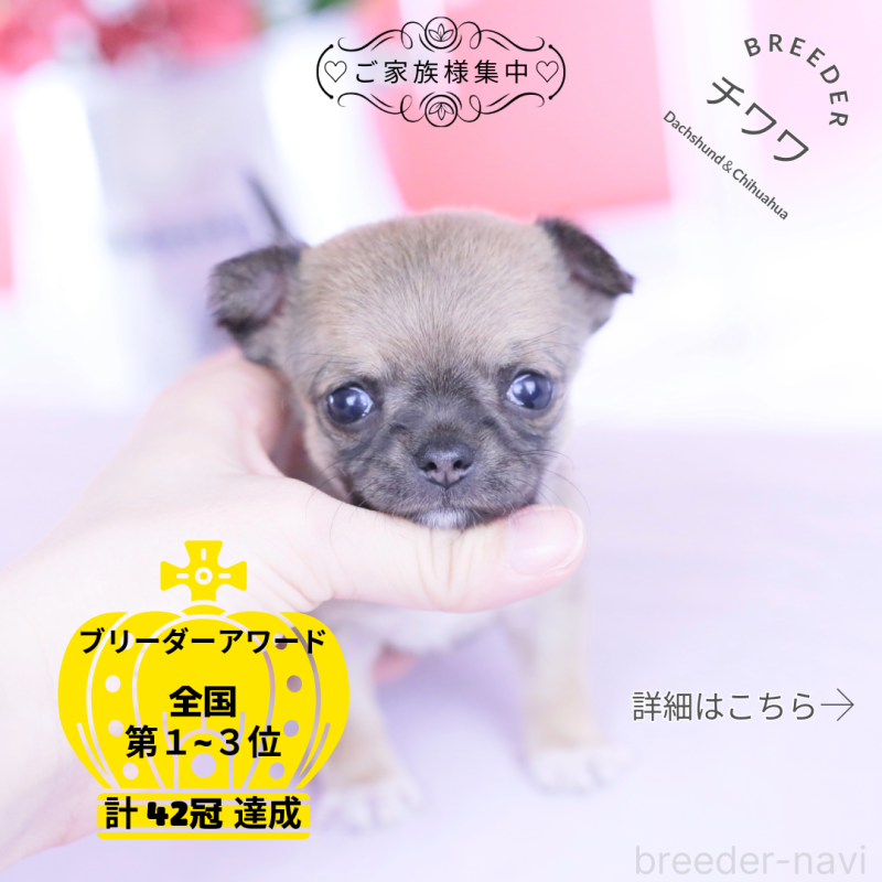 販売中の愛知県のチワワ(スムースコート)-450716