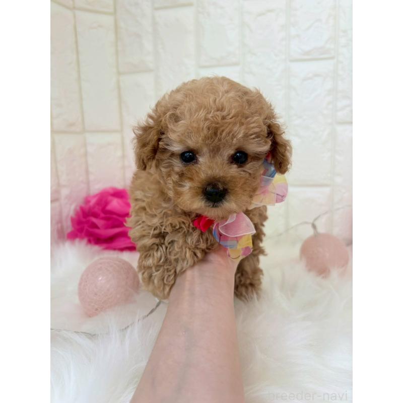 販売中の福岡県のトイプードル-450714の3枚目