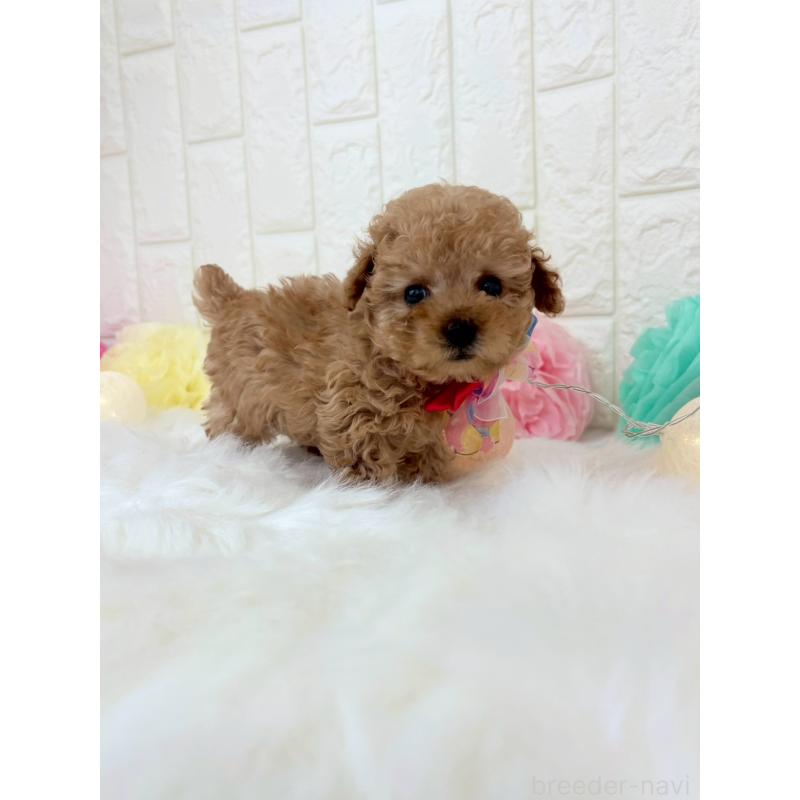 販売中の福岡県のトイプードル-450714の2枚目