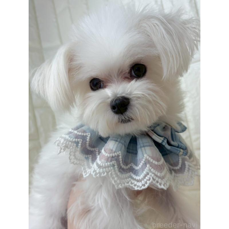 販売中の福岡県のマルチーズ-450715の3枚目