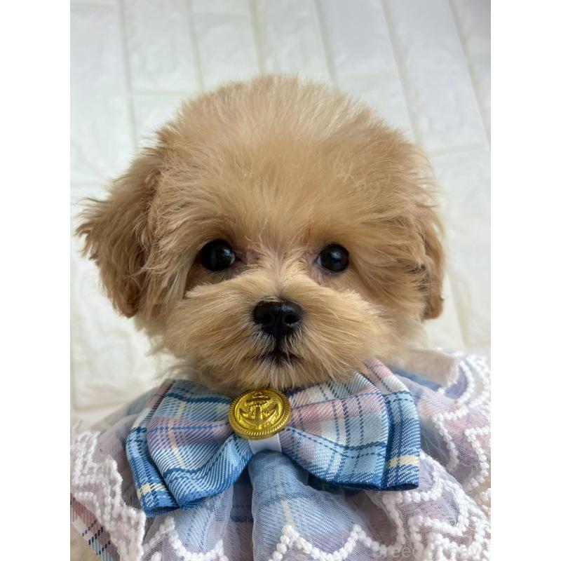 販売中の福岡県のマルプー:マルチーズ×トイプードル-450717の3枚目