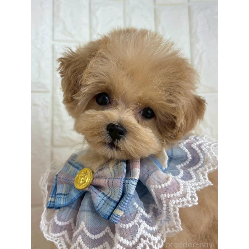 販売中の福岡県のマルプー:マルチーズ×トイプードル-450717の2枚目