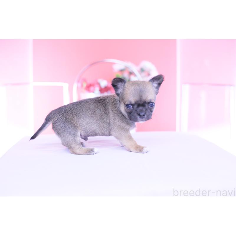販売中の愛知県のチワワ(スムースコート)-450718の7枚目