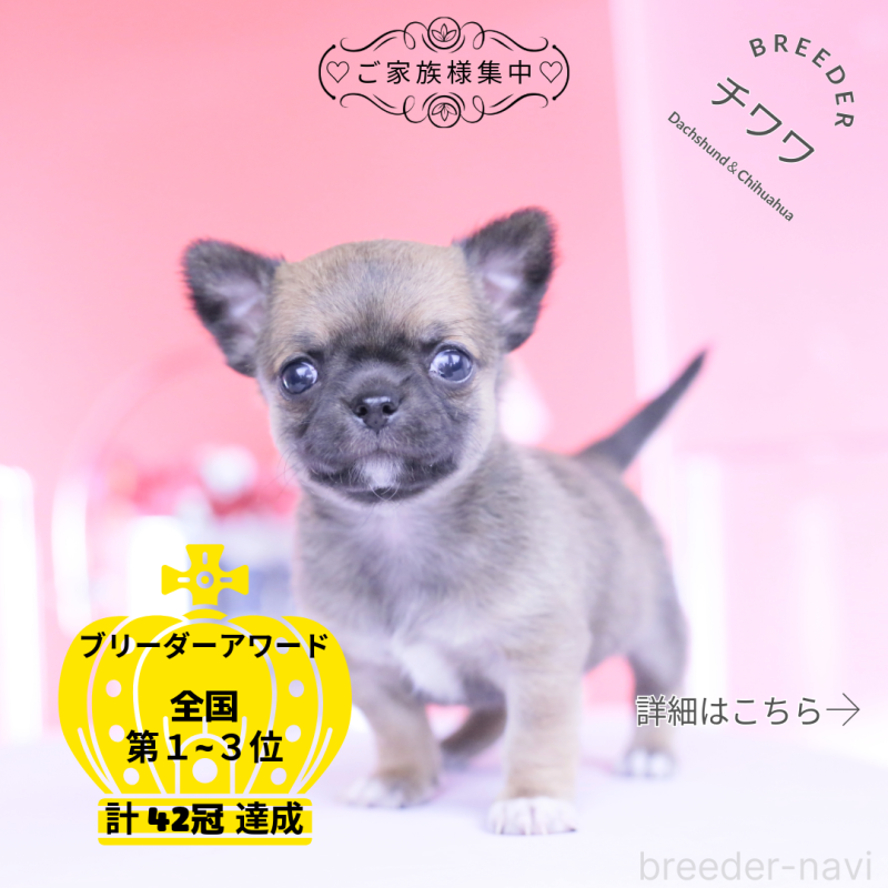 販売中の愛知県のチワワ(スムースコート)-450718