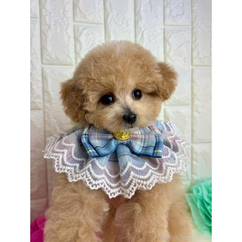 販売中の福岡県のビションプー:ビションフリーゼ×トイプードル-450719の3枚目