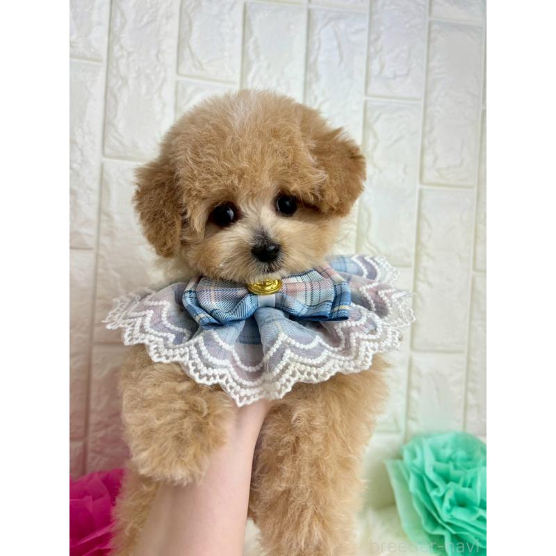 販売中の福岡県のビションプー:ビションフリーゼ×トイプードル-450719の2枚目