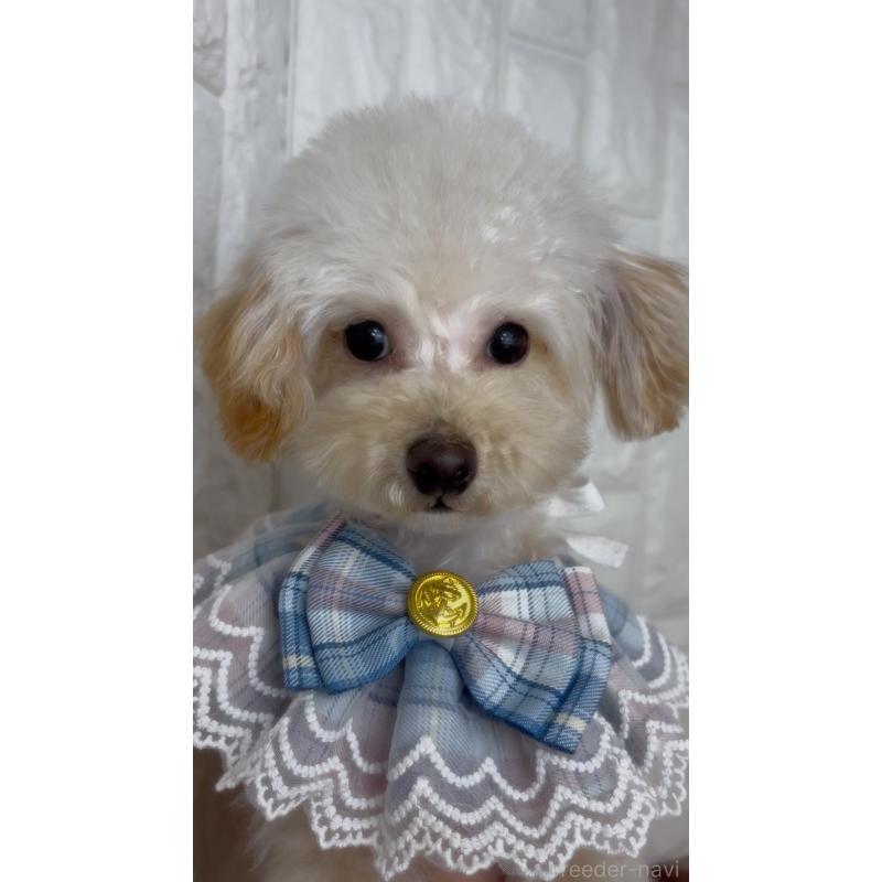 販売中の福岡県のトイプードル-450720の3枚目