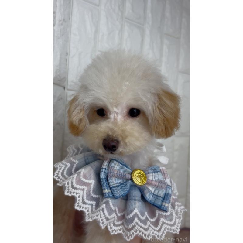 販売中の福岡県のトイプードル-450720の2枚目