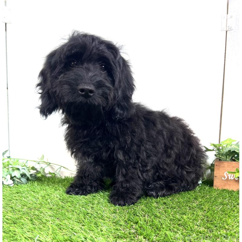 販売中の埼玉県のミックス犬-450722の19枚目