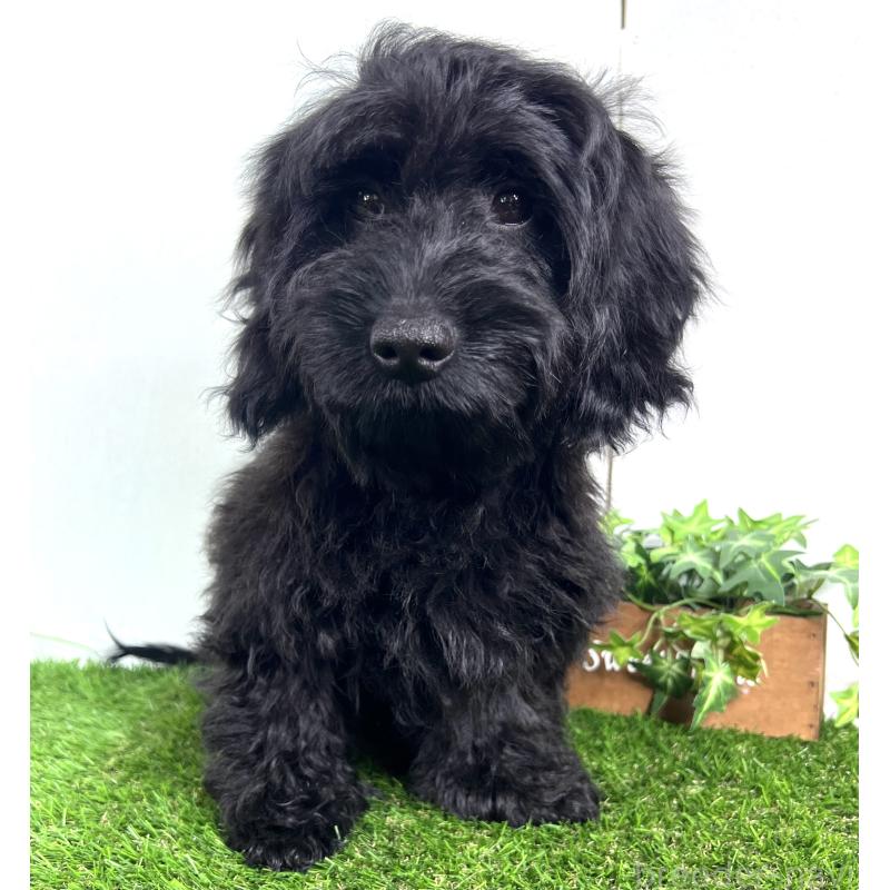 販売中の埼玉県のミックス犬-450722の18枚目