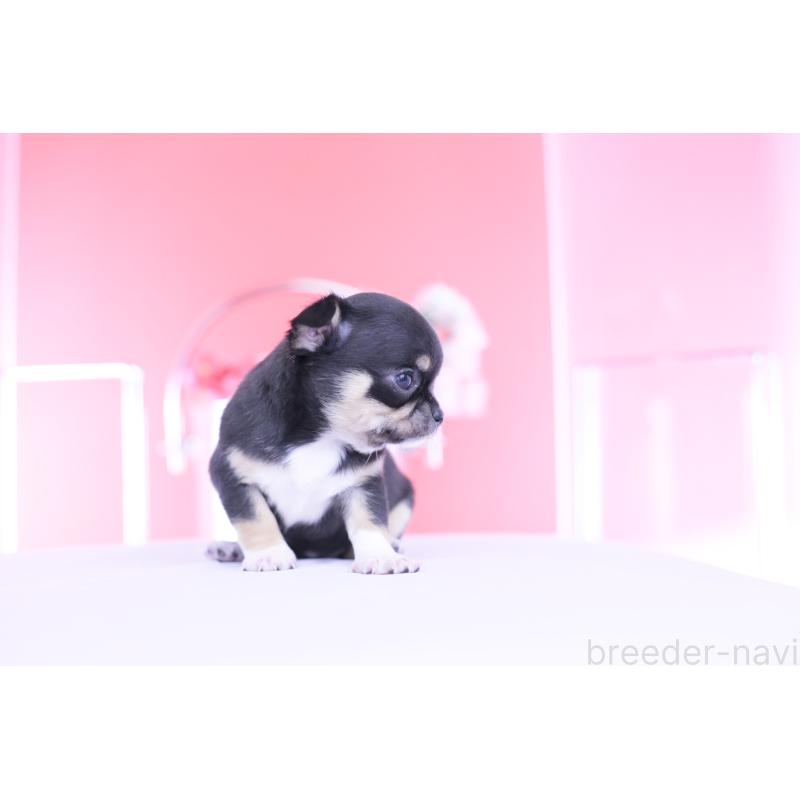 販売中の愛知県のチワワ(スムースコート)-450721の10枚目