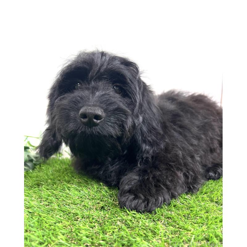 販売中の埼玉県のミックス犬-450722の17枚目