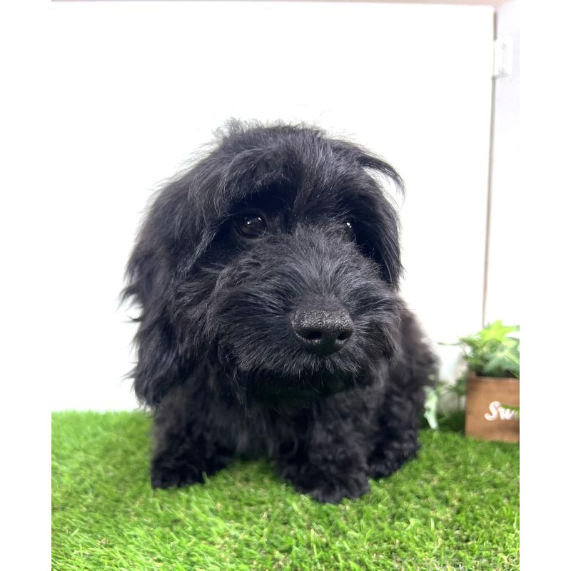 販売中の埼玉県のミックス犬-450722の16枚目