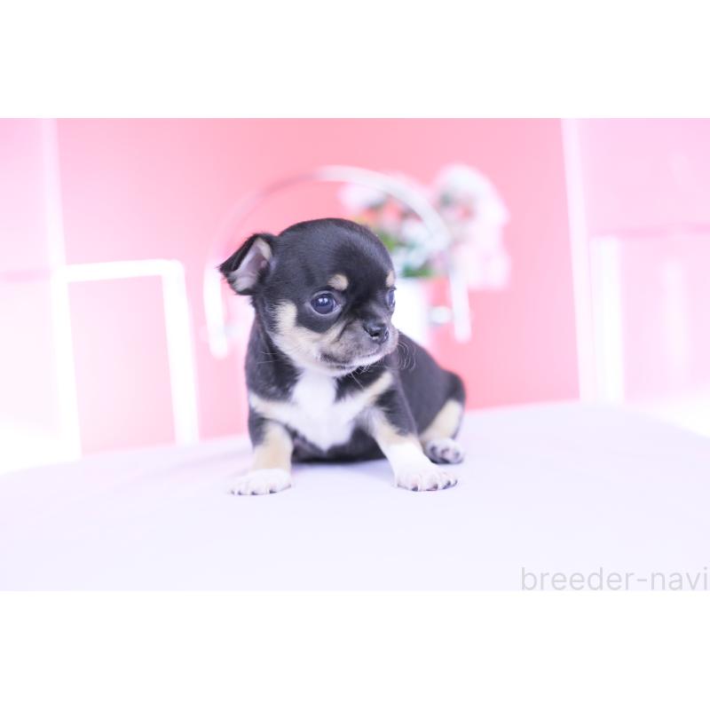 販売中の愛知県のチワワ(スムースコート)-450721の8枚目