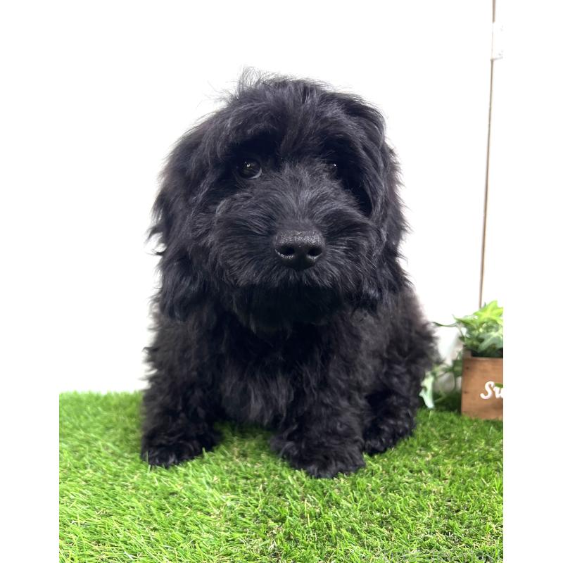 販売中の埼玉県のミックス犬-450722の15枚目