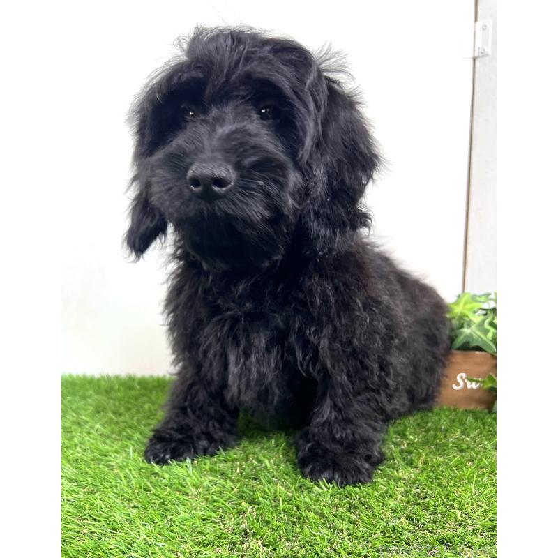 販売中の埼玉県のミックス犬-450722の14枚目