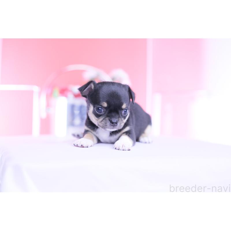 販売中の愛知県のチワワ(スムースコート)-450721の6枚目