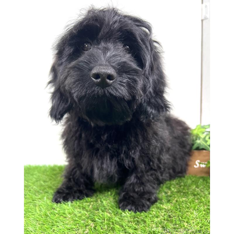 販売中の埼玉県のミックス犬-450722の13枚目