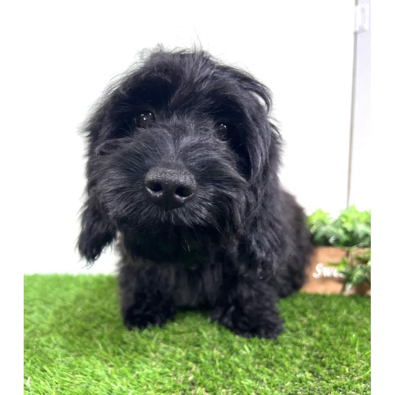 販売中の埼玉県のミックス犬-450722の12枚目