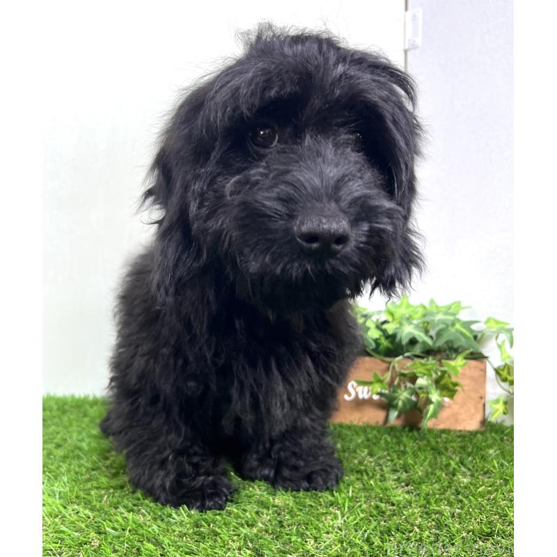 販売中の埼玉県のミックス犬-450722の11枚目