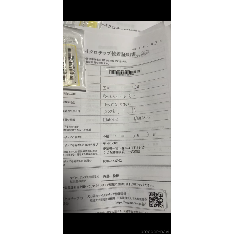 販売中の岐阜県のウェルシュコーギーペンブローク-450728の5枚目
