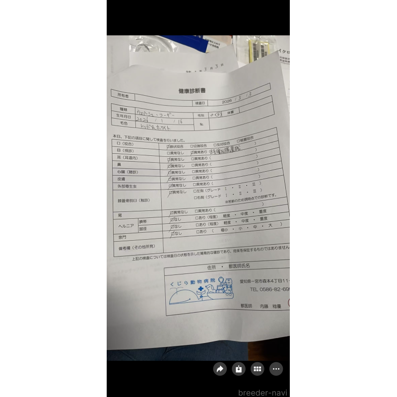 販売中の岐阜県のウェルシュコーギーペンブローク-450728の4枚目