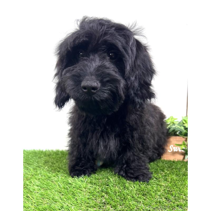 販売中の埼玉県のミックス犬-450722の10枚目