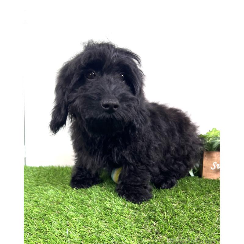 販売中の埼玉県のミックス犬-450722の9枚目