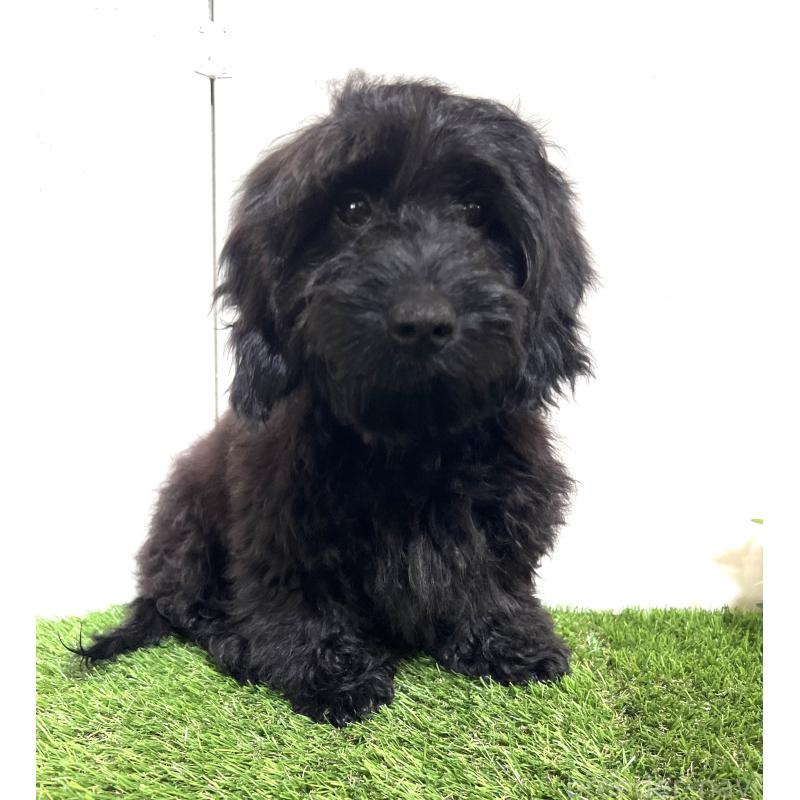 販売中の埼玉県のミックス犬-450722の8枚目