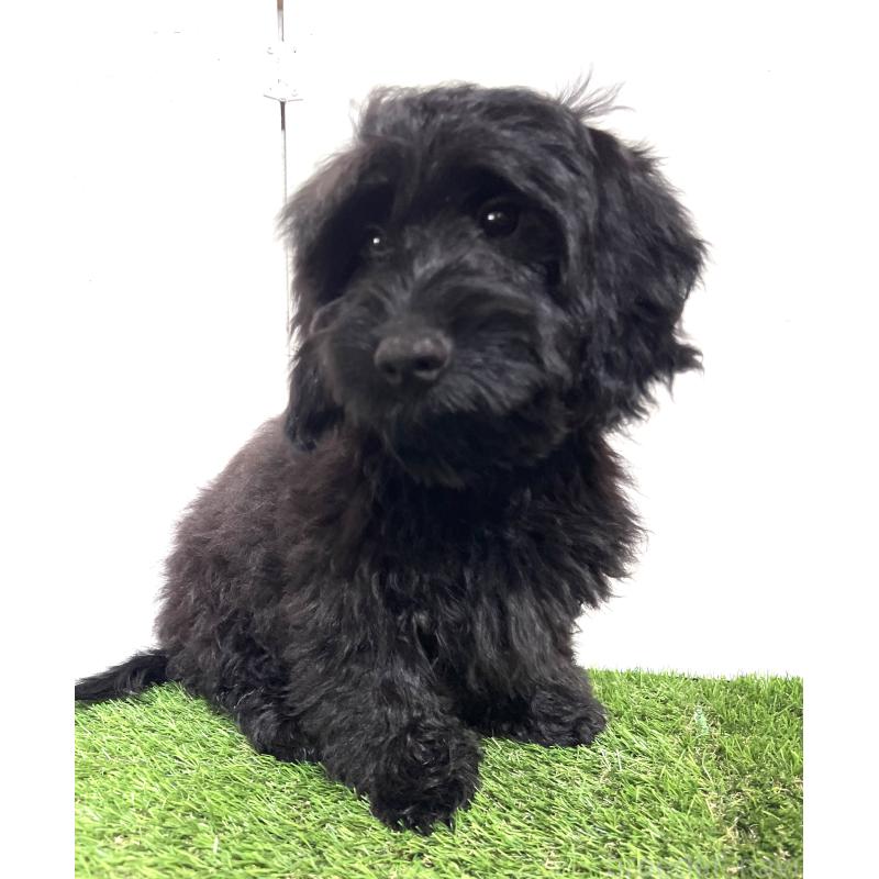 販売中の埼玉県のミックス犬-450722の7枚目