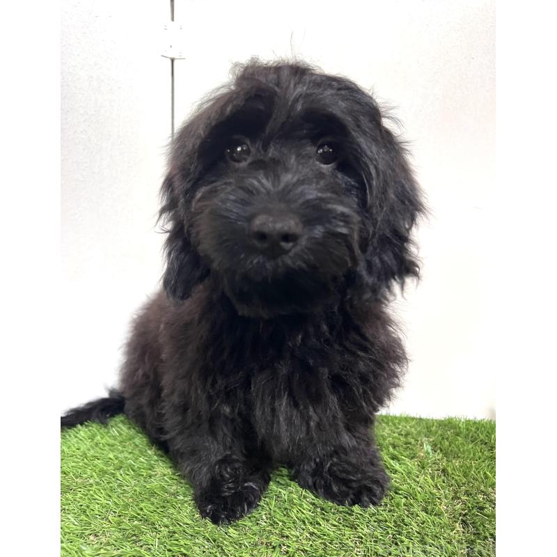 販売中の埼玉県のミックス犬-450722の6枚目