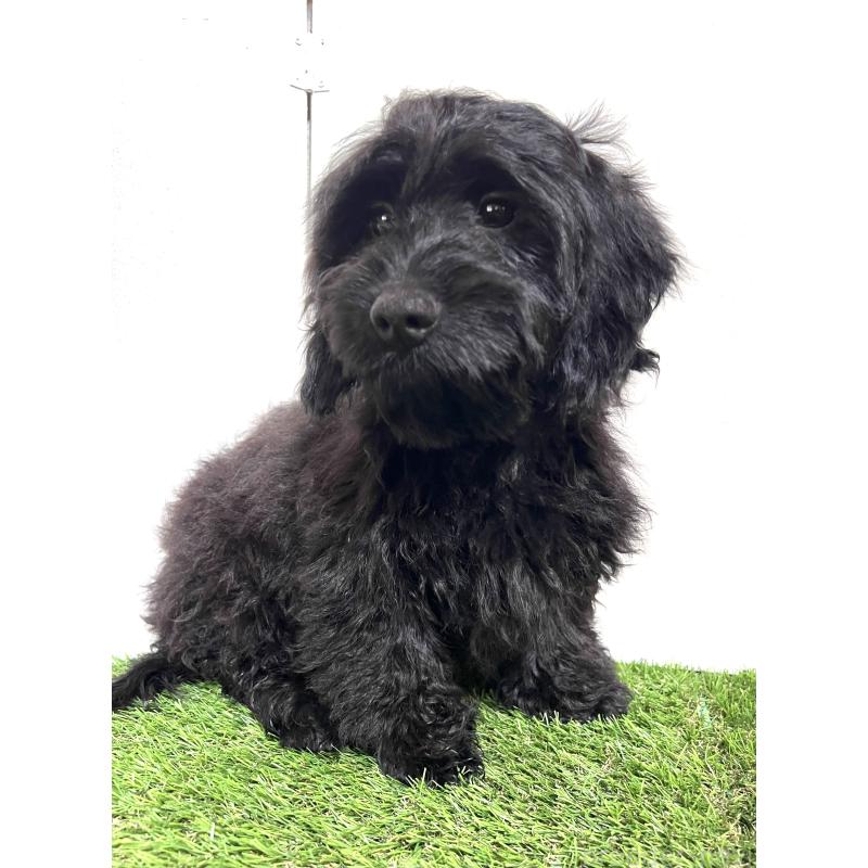 販売中の埼玉県のミックス犬-450722の5枚目