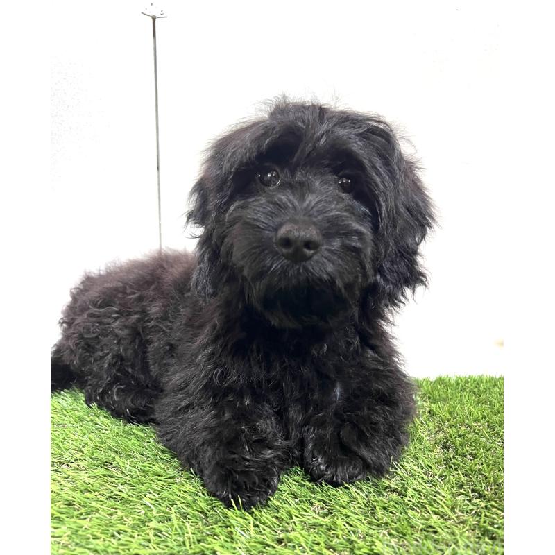 販売中の埼玉県のミックス犬-450722の4枚目