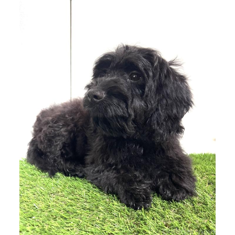 販売中の埼玉県のミックス犬-450722の3枚目